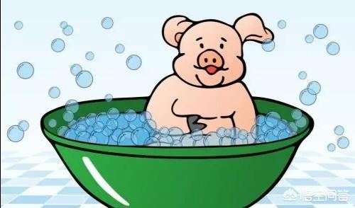 哺乳母猪采食量下降如何有效应对呢？