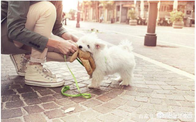 狗狗爱:狗狗为什么爱抱人的大腿？
