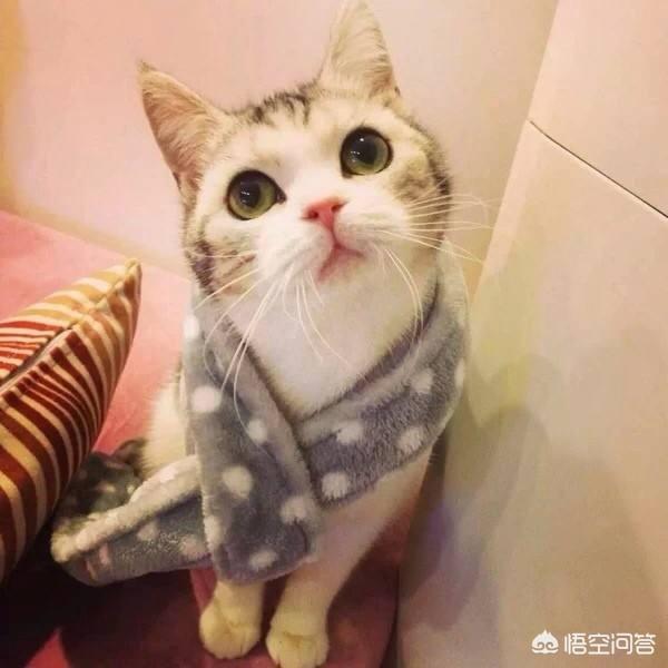 猫咪天天“追尾”,是把自己的尾巴当作逗猫棒了吗？