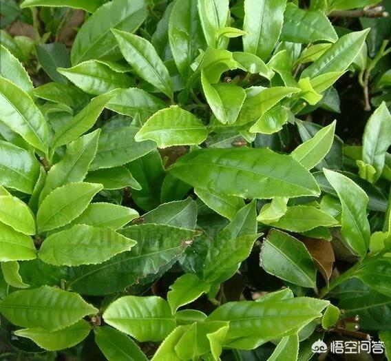 哪些茶适合蒸哪些茶适合煮,茶叶蒸了吃，这种吃法你听说过吗？