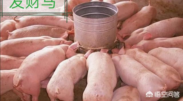 仔猪传染性脑脊髓炎:非洲猪瘟病毒的肉，高温可以消灭吗？为什么？