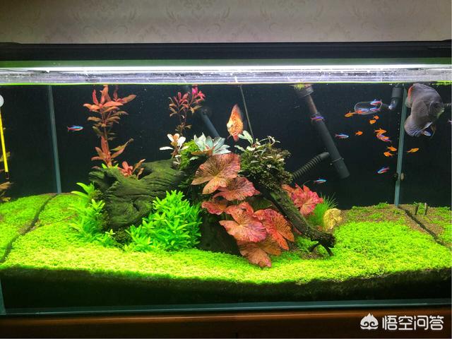 水族:水族新手刚入坑，如何获得最佳用户体验？