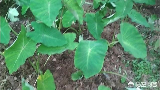 专业种植芋头苗什么品种最好？