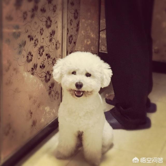 广州市养犬管理条例宣传手册:广州现在养狗有什么规定？