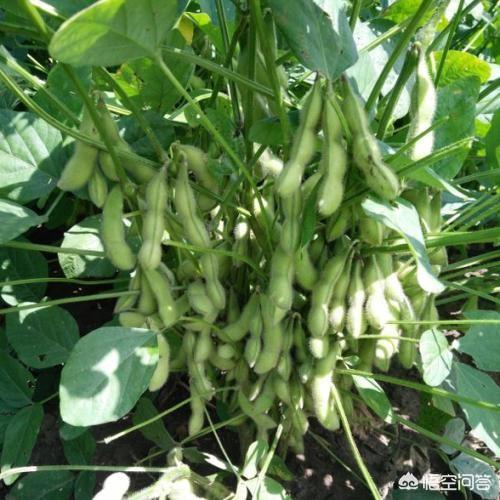 头条问答 毛豆种植枝术都有哪些 11个回答