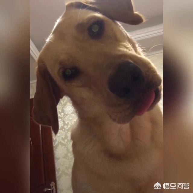 如何让狗狗进入下体验:和家中的金毛犬视频通话是种什么样的体验？