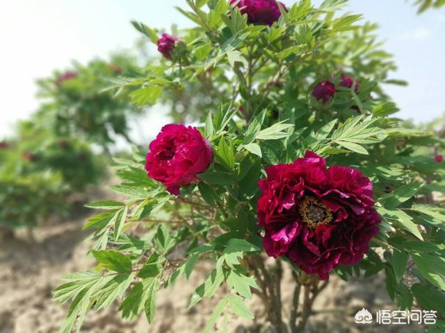 紫牡丹是长生草属吗:请问芍药和牡丹几月种植最佳？