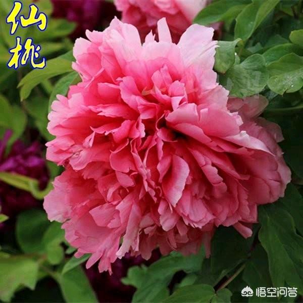 紫牡丹是长生草属吗:请问芍药和牡丹几月种植最佳？