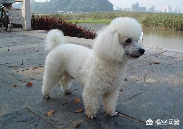 头条问答 我家6年的贵妇犬腹胀怎么回事 天火网络的回答 0赞