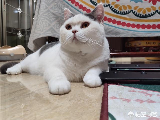 英短蓝白一千多元的价位合适吗？