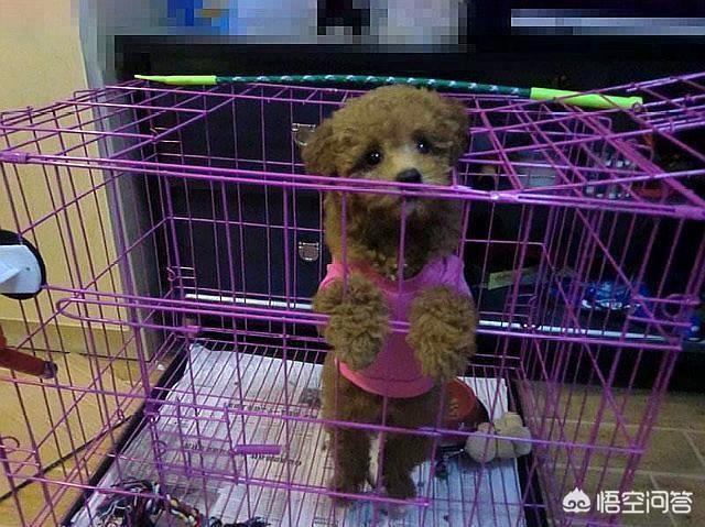 狗狗罚站视频泰迪金毛:泰迪犬犯错后你什么惩罚，都有用吗？