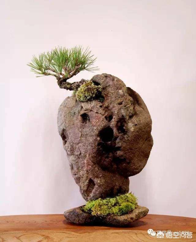 头条问答 - 买了几个月的吸水石,上面的大叶榕长的有点疯.