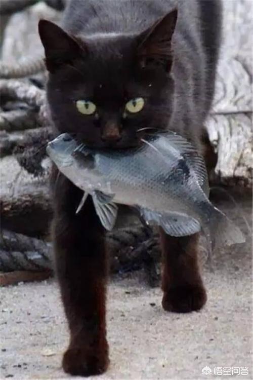 猫吃鱼会不会被鱼刺卡住:宠物猫能自己剔刺吃大块点的鱼肉吗？