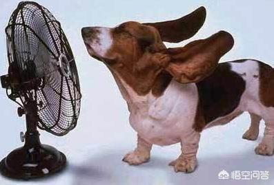 斗牛犬躲冰箱避暑视频:小时候没有空调和冰箱，你们有什么避暑方式？还有印象吗？ 斗牛犬吃醋睡觉视频