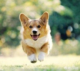 柯基犬好养吗:柯基犬价格那么高，值得入手吗？有什么优缺点？