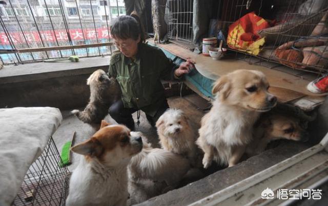 狗狗绝育后会变温柔嘛:给狗狗绝育有哪些好处呢？