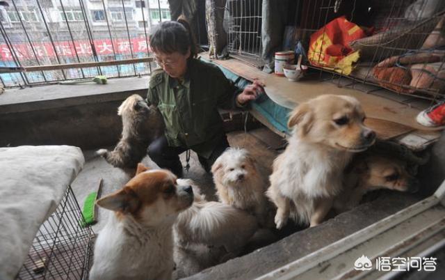 狗狗绝育:我最近想给狗子绝育，各种套餐眼花缭乱的，到底选哪个？