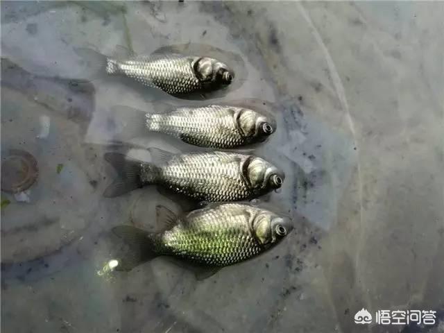 鱼突眼症百度百科:引起鱼突眼的原因有哪些？如何处理突眼？