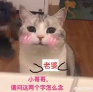 猫奴契约书图片:猫奴的称号对于养猫者来说是否名实相副？