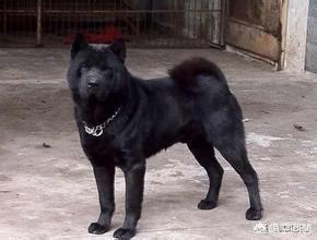 日本小型柴犬俊介君:柴犬、秋田、土狗三兄弟，如何对比分辨？