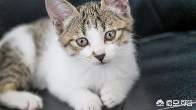 鸡肝怎么做猫爱吃:怎么做猫饭？猫吃生的还是熟的？
