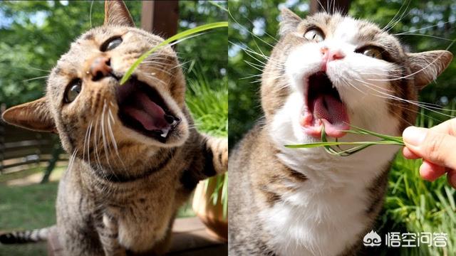 人用猫薄荷是什么东西:猫薄荷如何让“猫主子”癫狂？
