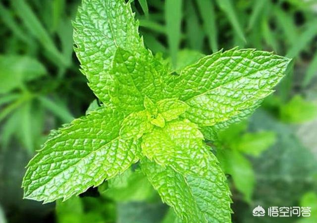 螨虫叮咬症状:宝宝身上被螨虫咬的好多痘痘，该怎么办？