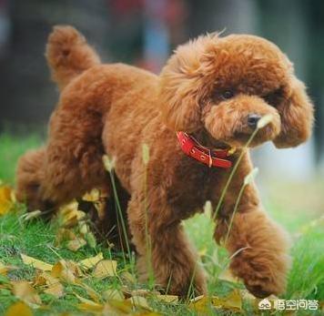 狗狗绝育后会变温柔嘛:给狗狗绝育有哪些好处呢？