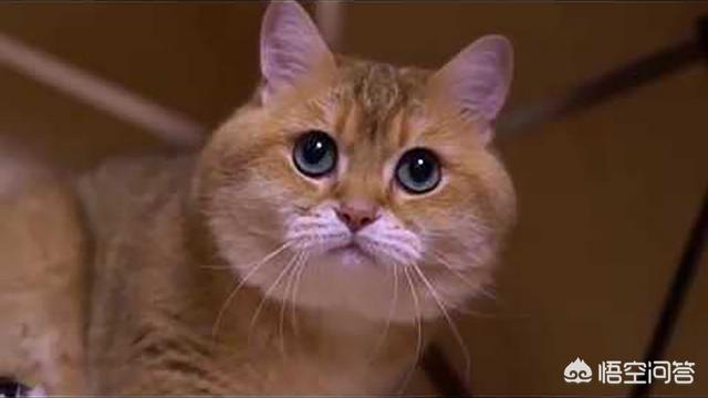 铲屎官漫画图片:猫为什么喜欢看主人铲屎？