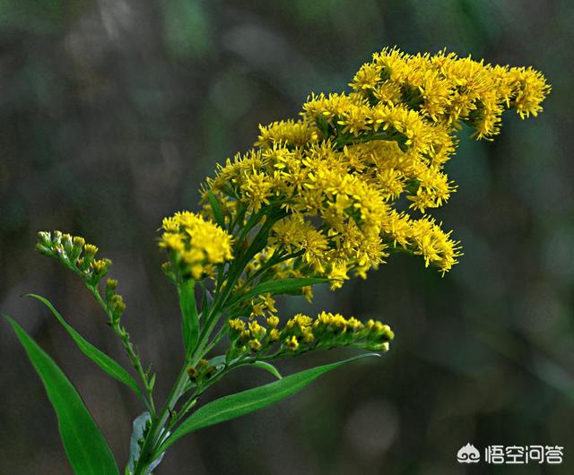 头条问答 - 农村俗名叫"蛇头王"的是一种什么植物?分布在哪里?