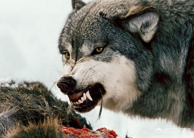 天生怕狼的动物是什么动物?