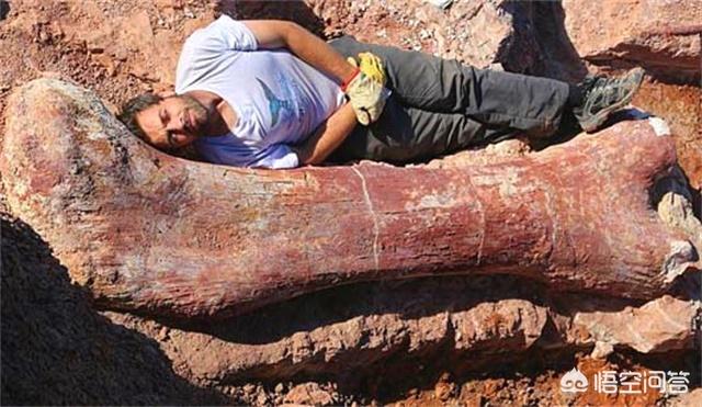 有人发现奥特曼化石，如果古代人发现恐龙化石会怎样？
