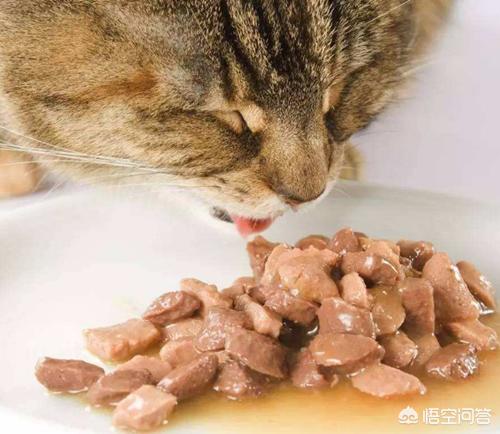 夏天猫咪食欲不振怎么办:猫咪换季不爱吃饭怎么办？