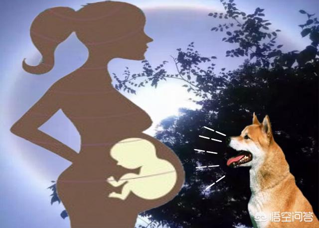 养狗这件事3g下载:孩子特别想养狗，可我怕她耽误学习，我该怎么办？