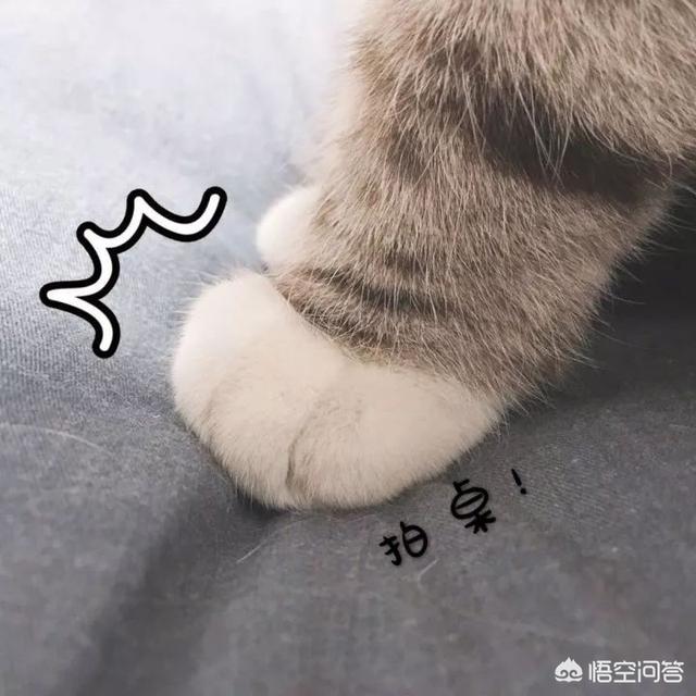 搜一些关于小猫的资料:如果您家里只有一只猫咪，会选择给它找一个伴儿吗？