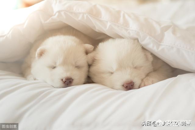 狗和骨头 14关:四个月的狗狗可以啃骨头吗？