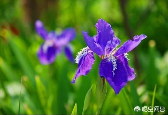 兰花的种植方法:兰花配什么样的植料可以天天浇水？如何养好兰花？