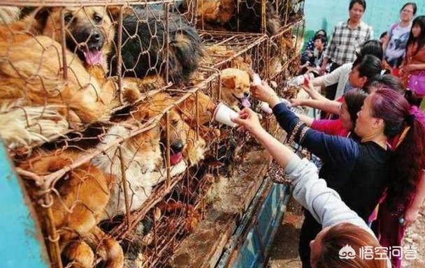 藏獒之王狗王偷藏獒:三只藏獒是否可以打赢一只孟加拉虎？有什么科学依据？