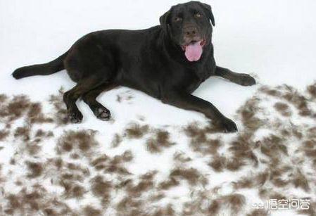 纯种拉布拉多犬:拉布拉多犬怎么选纯种呢？
