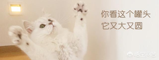 卫塔卡夫猫零食:一给猫打开猫零食，猫就像疯了一样怎么办？