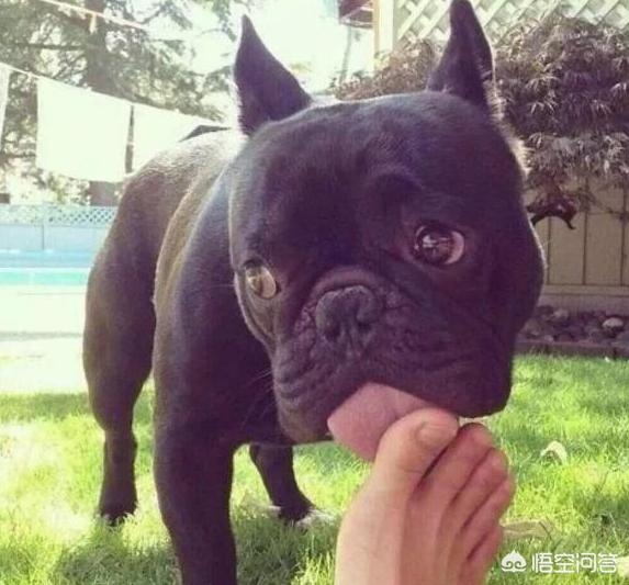 舔脚:狗为什么喜欢舔主人的脚？