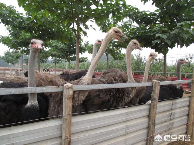 我的鸵鸟先生:在我国农村人工养殖鸵鸟可选择哪些优良品种？