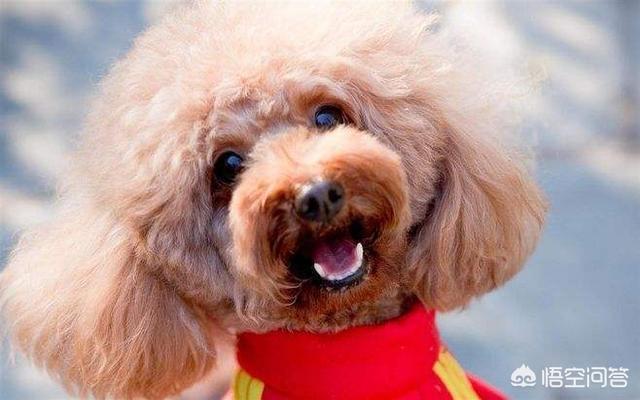 如何知道身上招东西了,如何判断泰迪身上有没有跳蚤？