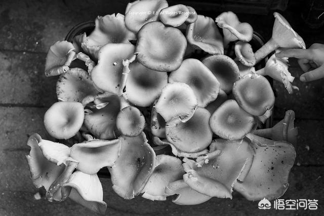 四款定焦镜头/ 35、50、85、135mm分别适合拍什么？插图24