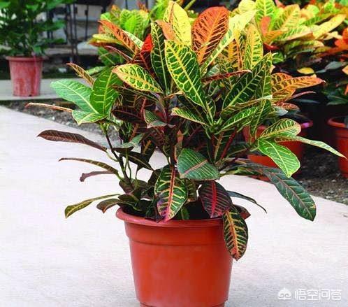 变叶木实物:变叶木怎么养，变叶木的养殖方法和注意事项？