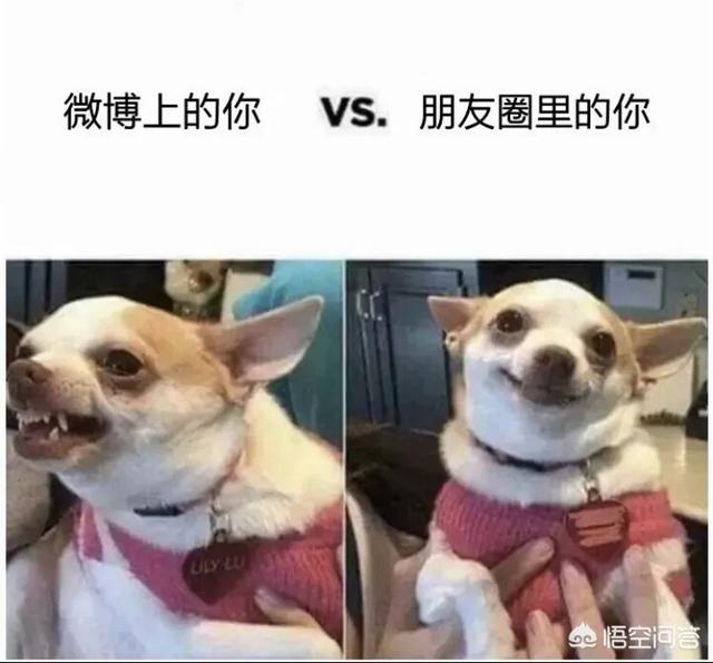 不爱叫的中小型犬有哪些:哪些小型犬的脾气不是很好？