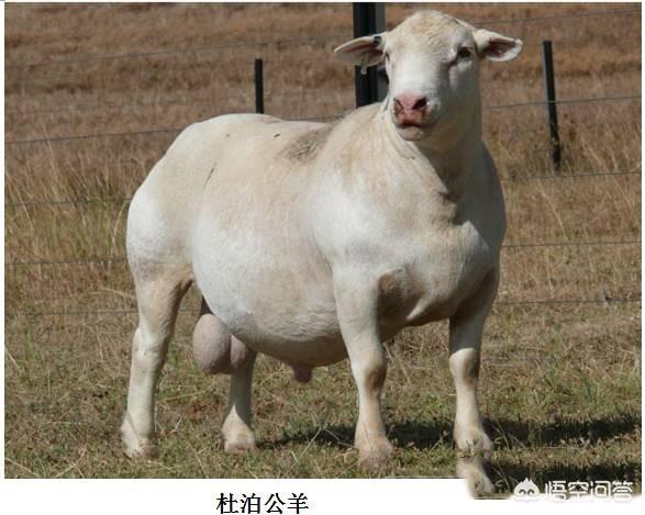 比格和巴吉度杂交品种:有哪些狗狗是易胖体质，一不小心就会变成“猪”？