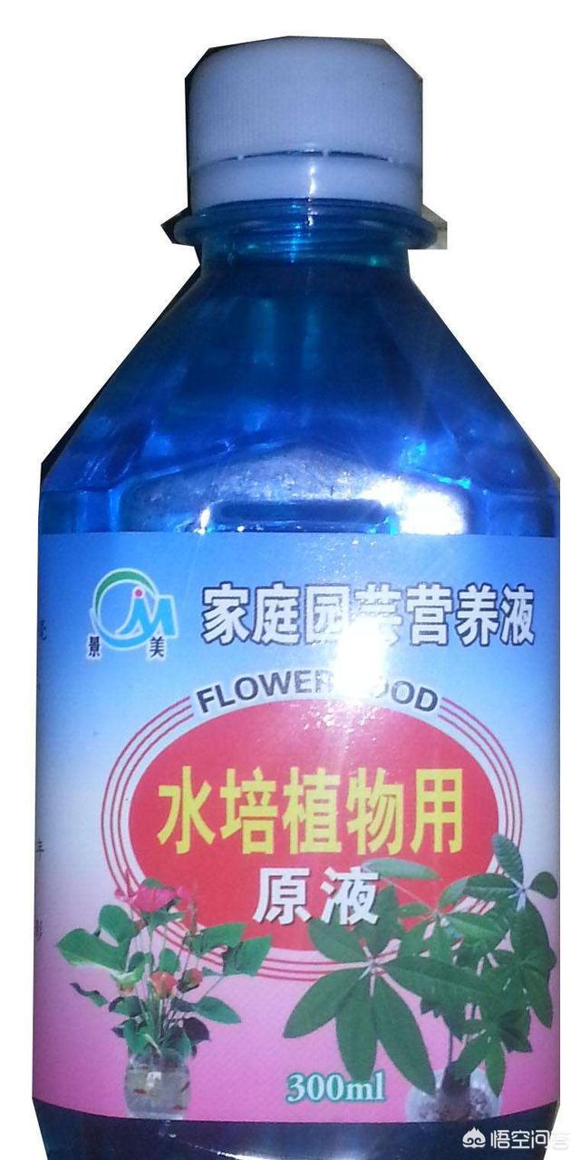 水培植物营养液:水培植物营养液里可以加油吗？