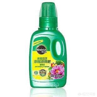水培植物营养液:水培植物营养液里可以加油吗？