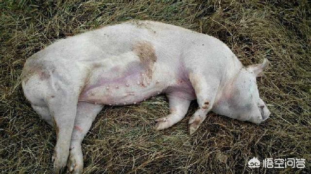 什么病能突然死亡:大猪拉绿色粪便并突然死亡是什么病？